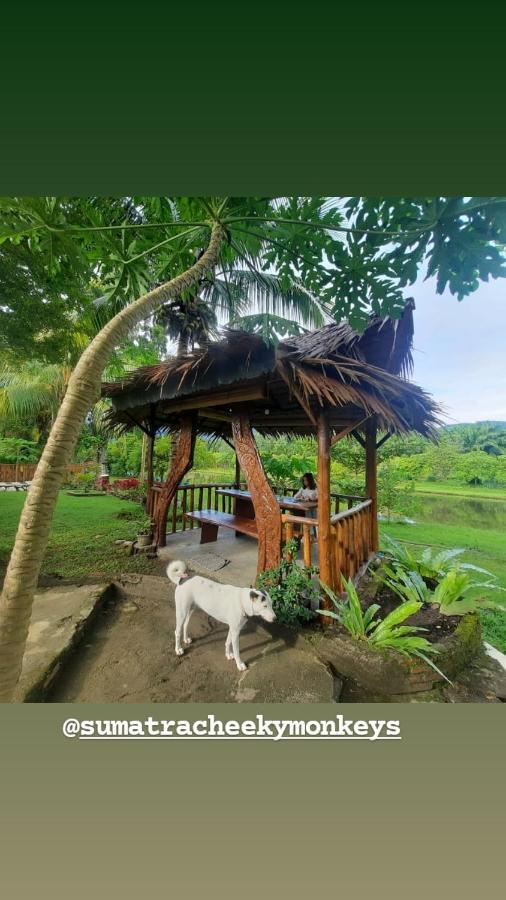 Sumatra Cheeky Monkeys Hotel Bukit Lawang Ngoại thất bức ảnh
