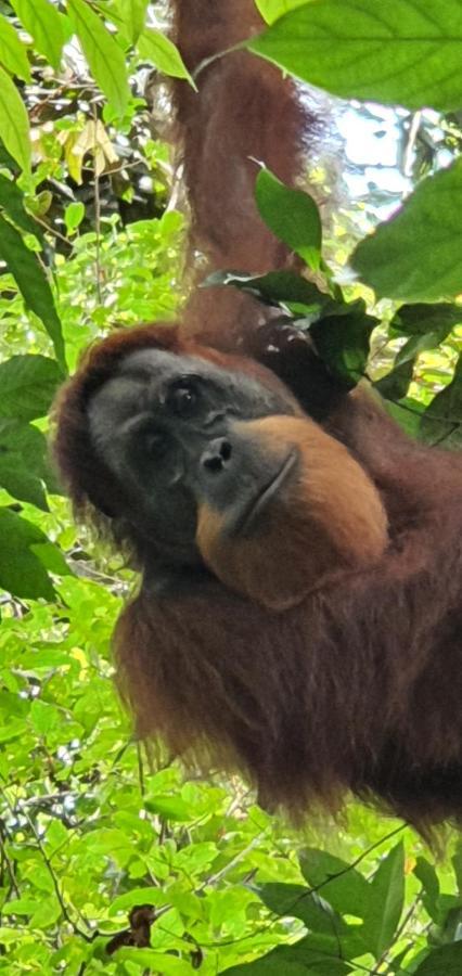 Sumatra Cheeky Monkeys Hotel Bukit Lawang Ngoại thất bức ảnh