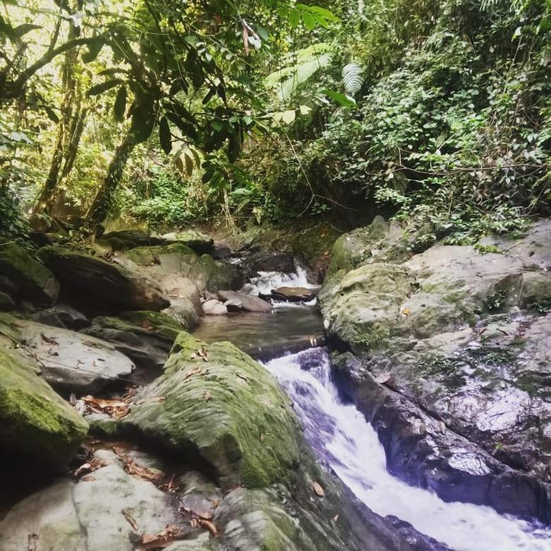 Sumatra Cheeky Monkeys Hotel Bukit Lawang Ngoại thất bức ảnh