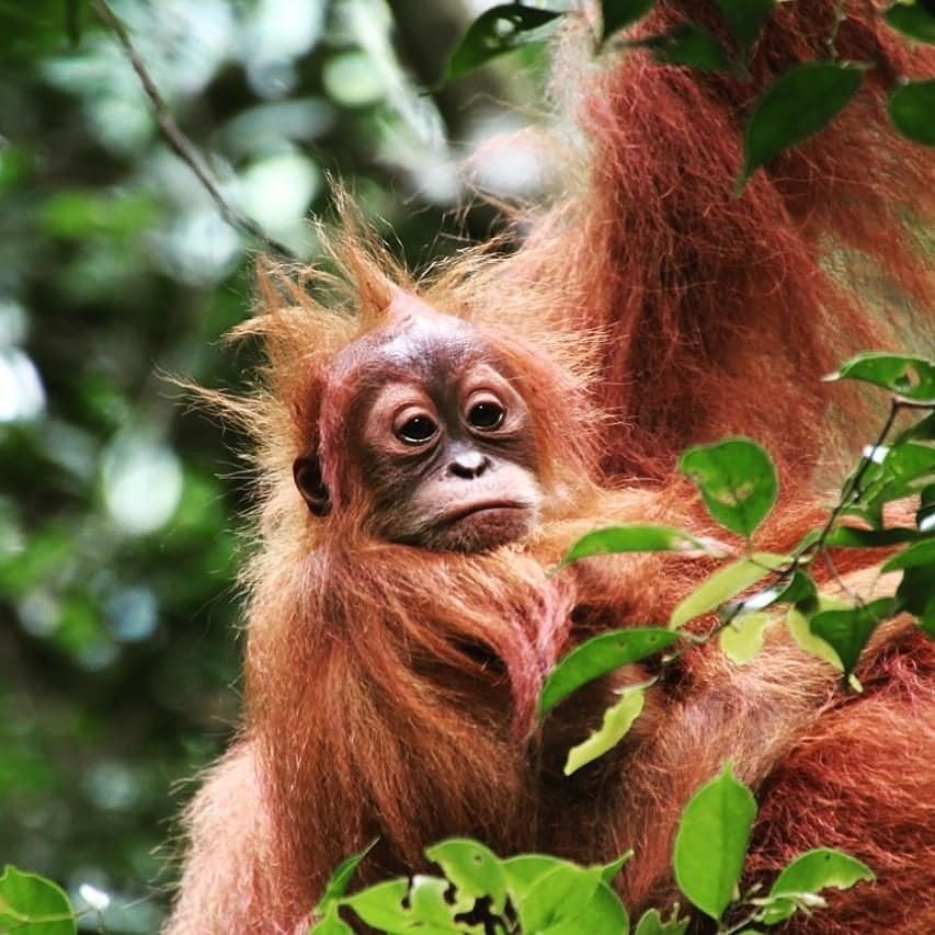 Sumatra Cheeky Monkeys Hotel Bukit Lawang Ngoại thất bức ảnh