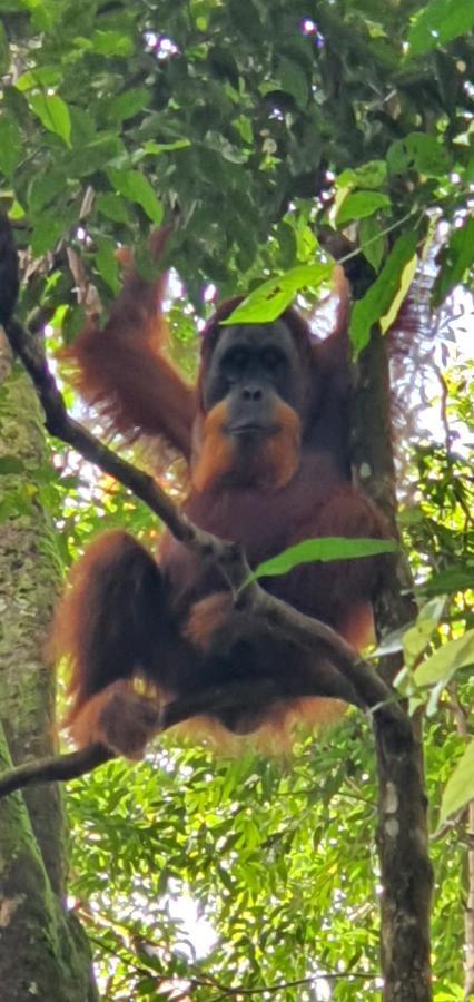 Sumatra Cheeky Monkeys Hotel Bukit Lawang Ngoại thất bức ảnh