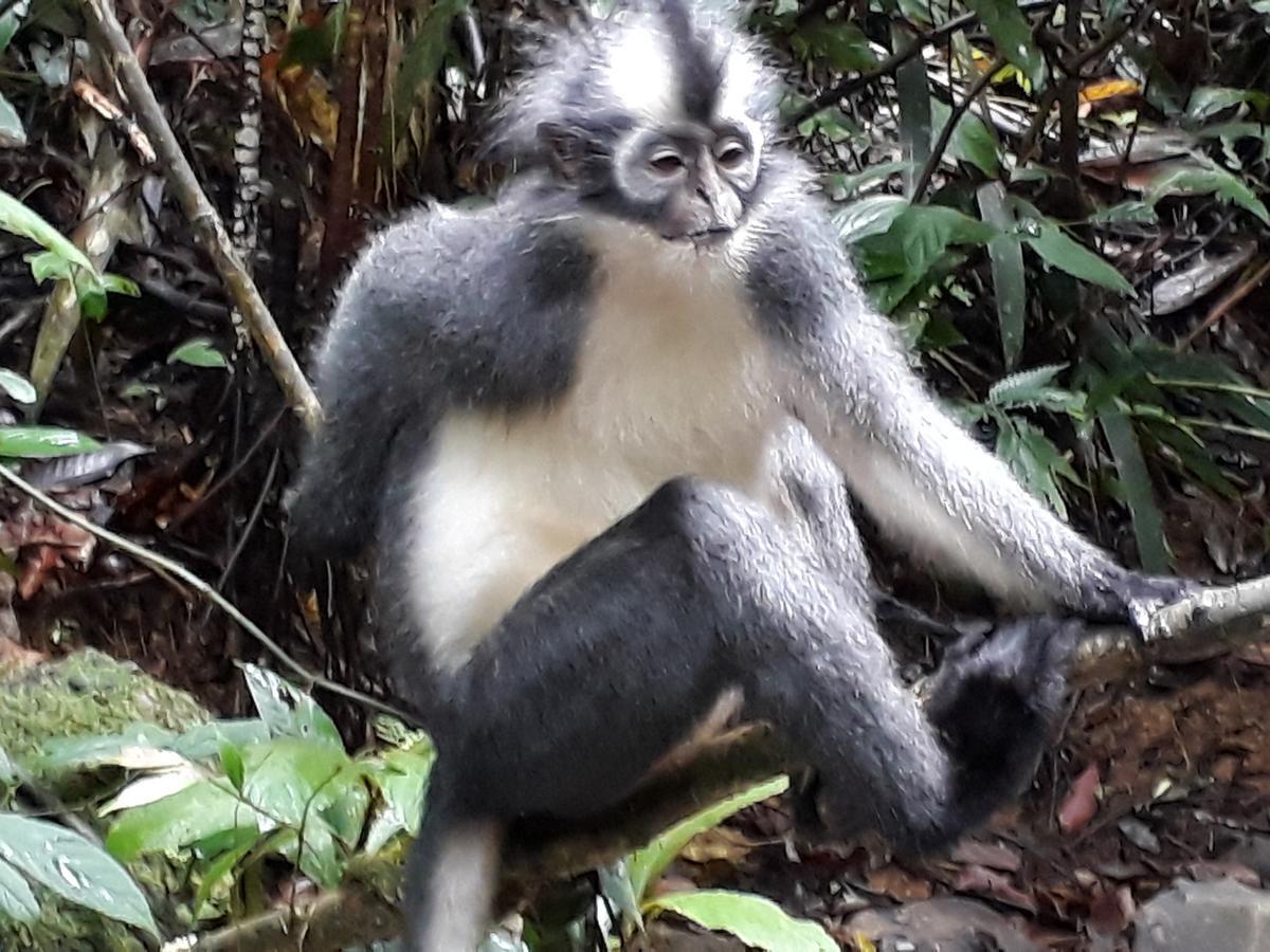 Sumatra Cheeky Monkeys Hotel Bukit Lawang Ngoại thất bức ảnh
