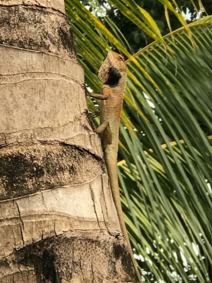 Sumatra Cheeky Monkeys Hotel Bukit Lawang Ngoại thất bức ảnh
