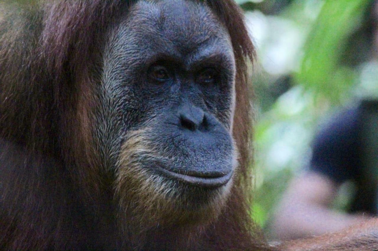 Sumatra Cheeky Monkeys Hotel Bukit Lawang Ngoại thất bức ảnh